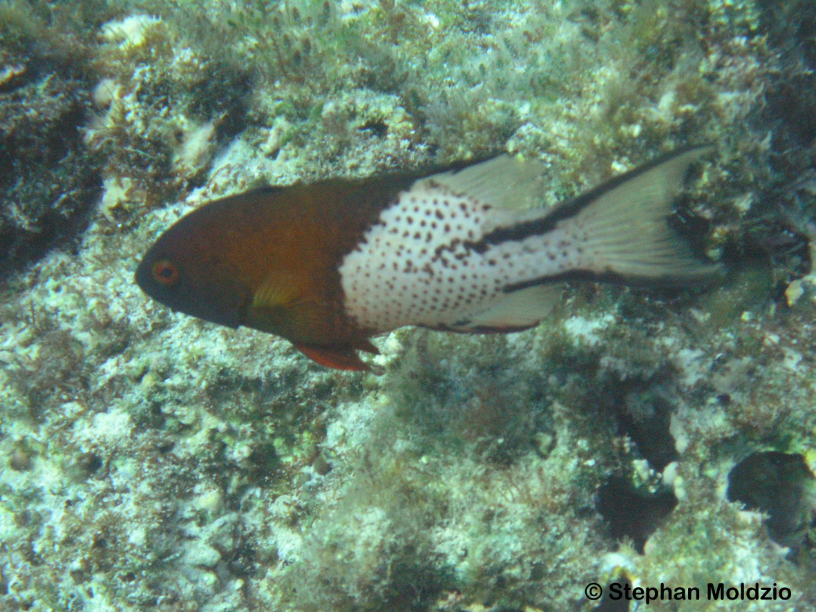 PER22 Bodianus anthioides P1018131.jpg